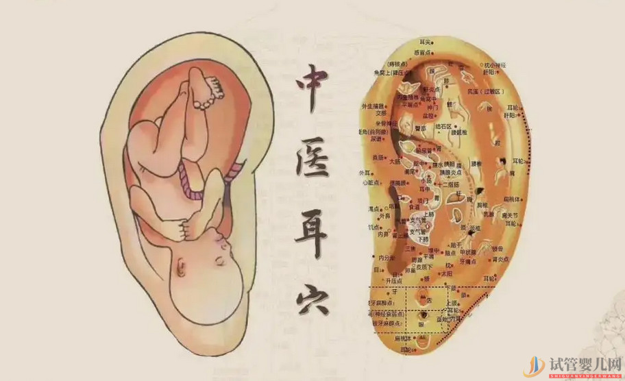 耳朵長(zhǎng)這樣的人更長(zhǎng)壽，這次中西醫(yī)觀點(diǎn)一致(圖2)