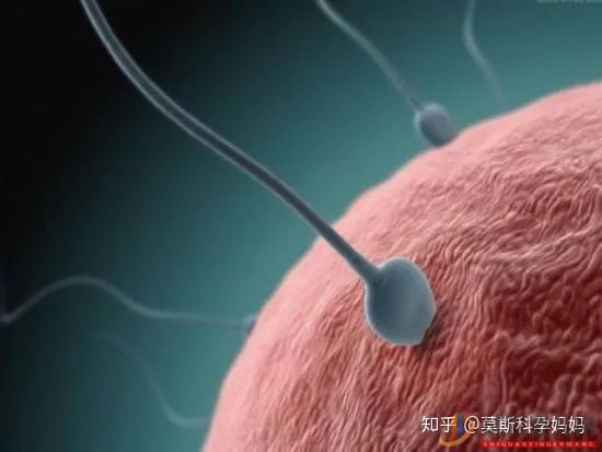 三代試管嬰兒的區(qū)別及如何選擇(圖1)