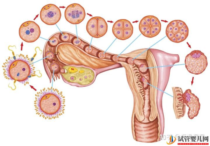超真實全記錄視頻,揭秘胚胎著床(圖1)