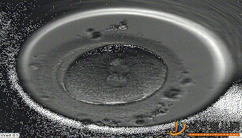 超真實全記錄視頻,揭秘胚胎著床(圖2)