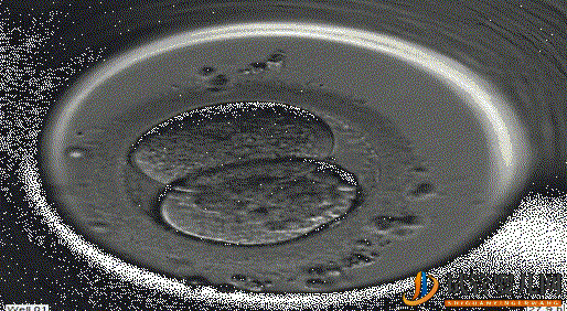 超真實全記錄視頻,揭秘胚胎著床(圖3)