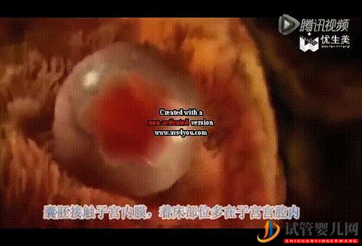 超真實全記錄視頻,揭秘胚胎著床(圖4)