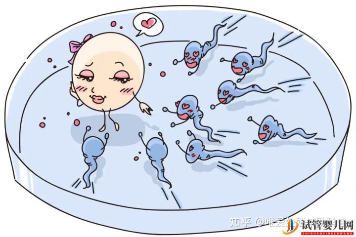 公立醫院試管嬰兒多少錢一次？一代二代三代費用明細(圖1)