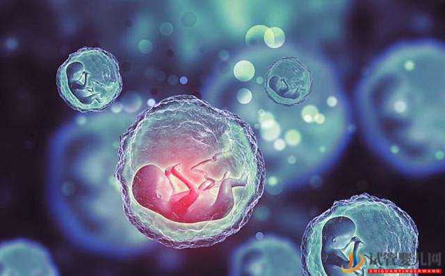 試管嬰兒過(guò)程鮮胚、凍胚、囊胚哪個(gè)移植成功率高？(圖1)
