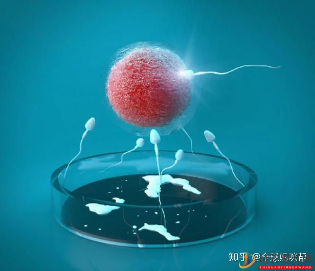 烏海試管嬰兒是怎么做的_一分鐘帶你看懂全過程(圖3)