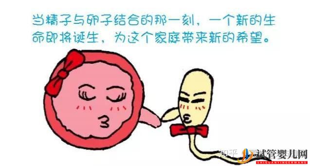 從零開始做試管嬰兒的全過程干貨分享(圖3)