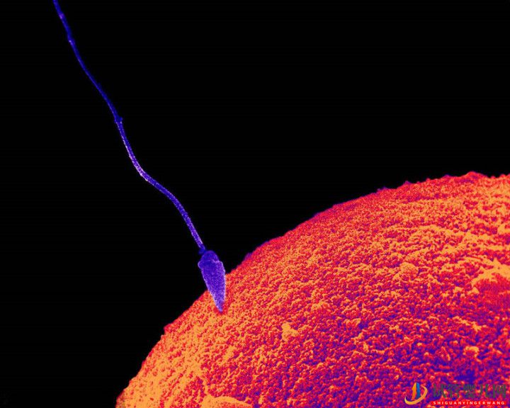 最全面的試管嬰兒介紹(圖1)