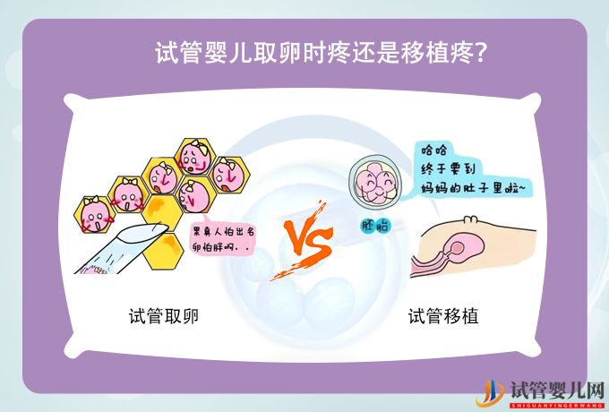 試管嬰兒取卵時疼還是移植疼？會不會對女性身體造成傷害？(圖1)