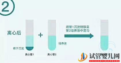 試管嬰兒中的“洗精”究竟是怎么洗的？(圖2)