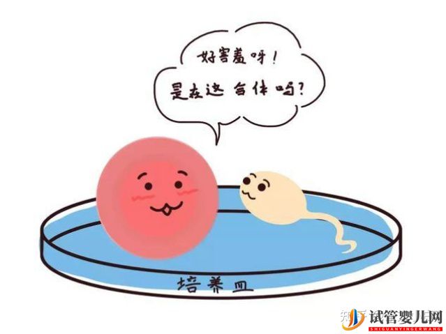 成都三代試管多少錢_公立醫(yī)院和服務(wù)機構(gòu)有什么區(qū)別(圖1)