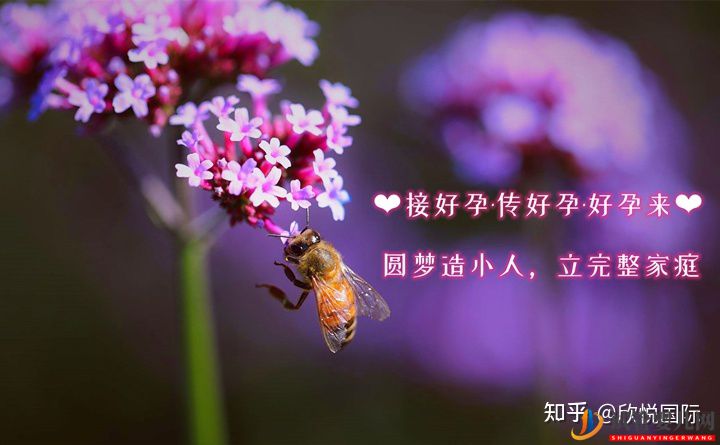 美國(guó)試管嬰兒成功率流程_海外試管嬰兒費(fèi)用流程咨詢(圖1)