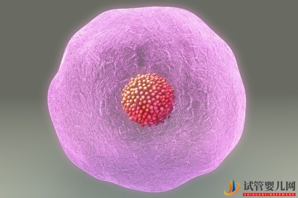 美國試管嬰兒促排，其實是在拯救那些即將“凋亡”的卵泡(圖1)