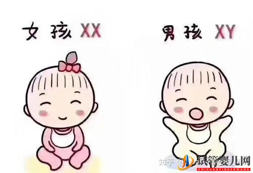 為什么選擇到泰國(guó)試管(圖8) 為什么選擇到泰國(guó)試管(圖8)