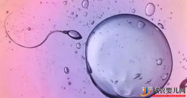 做試管嬰兒的具體步驟是怎樣的_一文給你講解試管(圖4)