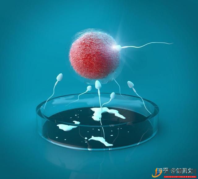 國內(nèi)第三代試管嬰兒移植前后,這些激素值很重要!(圖1)