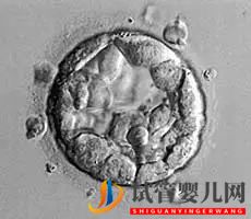 美國試管嬰兒_這樣的囊胚才是極好的(圖14)