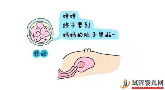 試管前必做功課之胚胎移植篇(圖2)