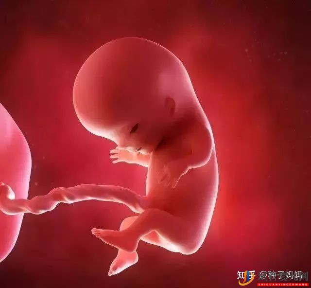 經痛赴美國做試管嬰兒有影響嗎(圖3)