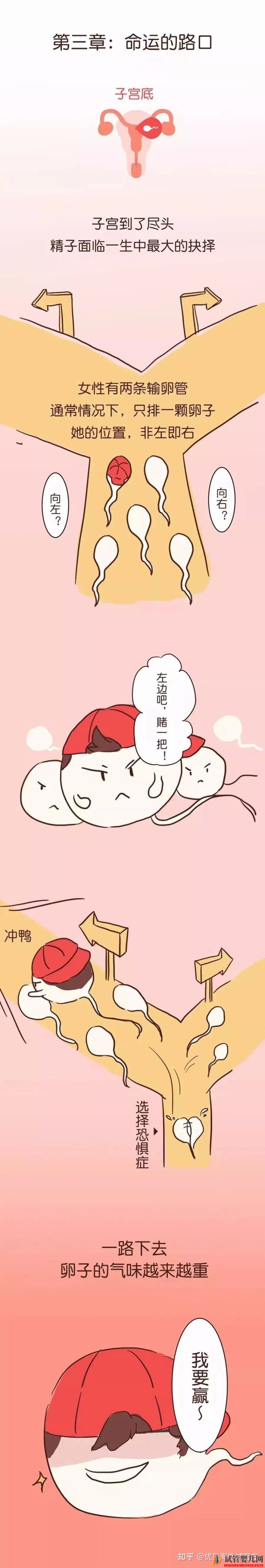 三代試管嬰兒選性別(圖4)