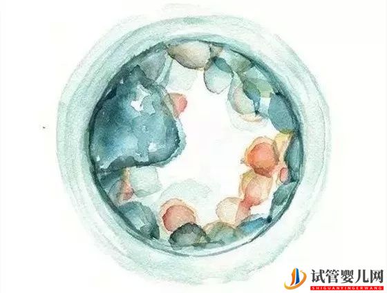 泰國試管嬰兒供卵的流程是怎么樣的(圖2)