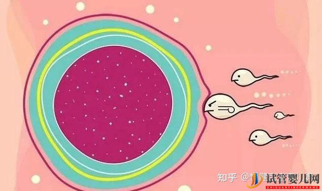 第三代試管的流程與費用,看完你就清楚了(圖2)