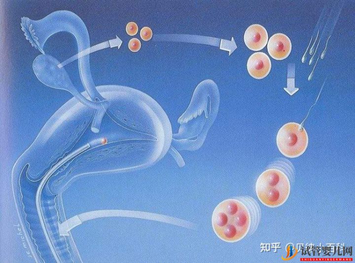三代試管是什么,費(fèi)用為什么比一代二代貴(圖5)