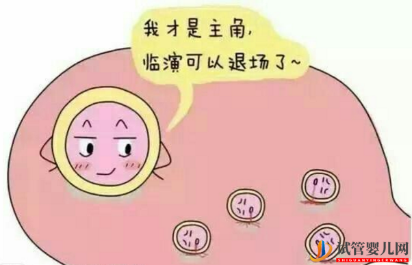 第三代試管嬰兒中什么樣的卵泡稱為好卵泡(圖1)