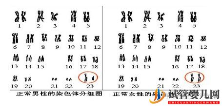 第三代試管嬰兒完美解決染色體異常(圖1)