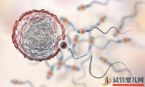 第三代試管嬰兒生出來的孩子健康嗎(圖2)