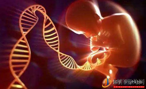 國內第三代試管嬰兒可以選擇性別嗎?(圖3)