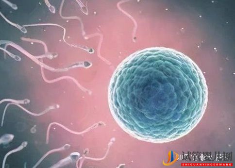 通俗易懂的一、二、三代試管嬰兒解說,及三代試管能...(圖1)