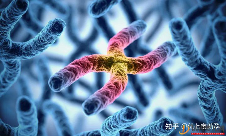 全面解析第三代試管嬰兒的科普知識(圖2)