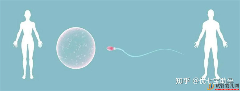 全面解析第三代試管嬰兒的科普知識(圖5)