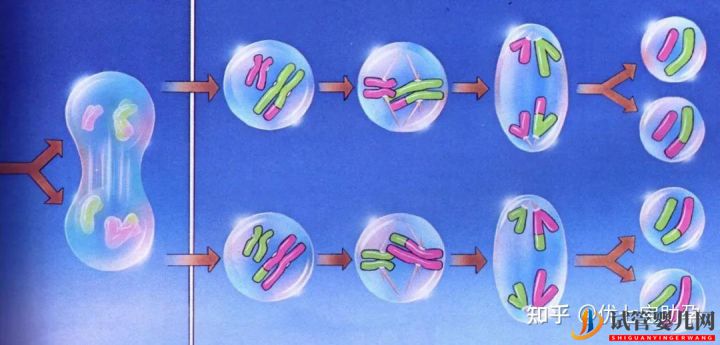 全面解析第三代試管嬰兒的科普知識(圖13)