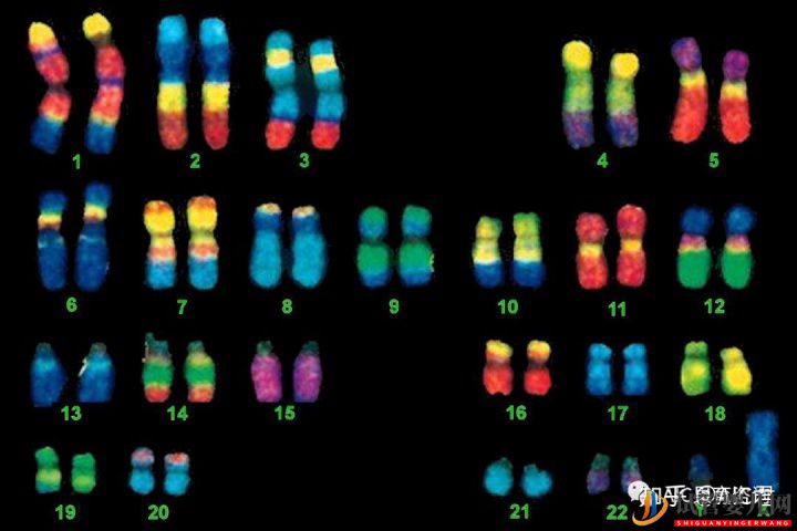 胚胎異常染色體都是我的鍋,我背了!(圖1)