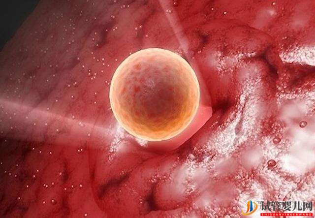 胚胎移植和人工授精誰的受孕率更高聽聽過來人的親...(圖3)