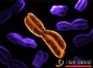 試管嬰兒網:試管過程中影響成功率的關鍵是什么,鮮胚、凍胚、囊...(圖5) 試管過程中影響成功率的關鍵是什么,鮮胚、凍胚(圖3)