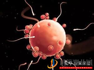 試管嬰兒網:試管過程中影響成功率的關鍵是什么,鮮胚、凍胚、囊...(圖9) 試管過程中影響成功率的關鍵是什么,鮮胚、凍胚(圖5)