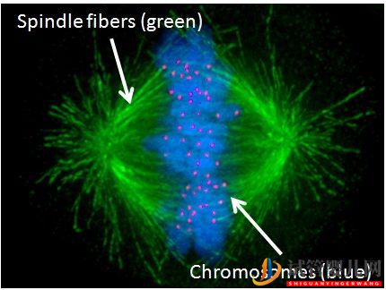 試管嬰兒卵子質量完整指南-卵子質量完整攻略(圖10)