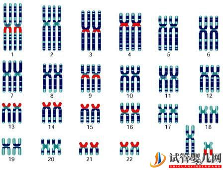 這些性染色體疾病,可以做第三代試管嬰兒(圖1)
