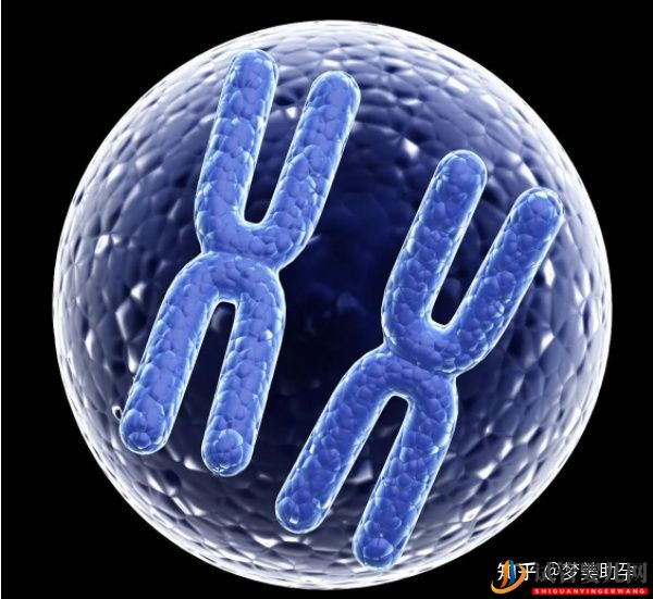 赴美試管嬰兒的成功率有多少呢(圖6)