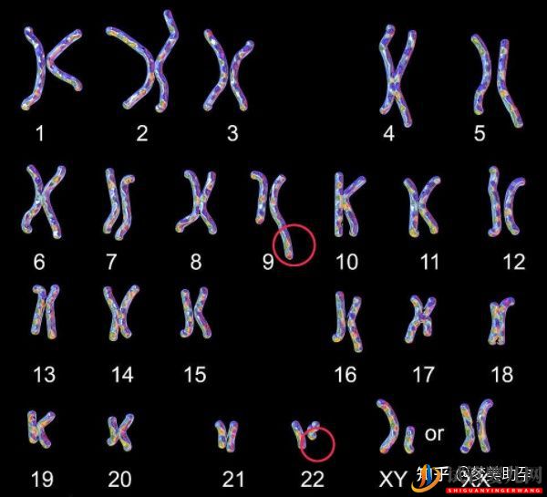 赴美試管嬰兒的成功率有多少呢(圖5)