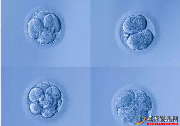 泰國試管真的好嗎？(圖3)