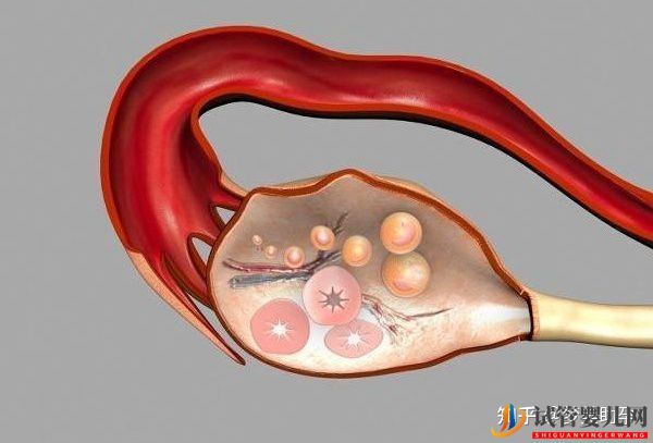 大齡女性去美國試管嬰兒成功率高嗎(圖2)