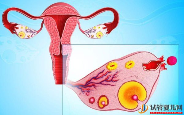 大齡女性去美國試管嬰兒成功率高嗎(圖5)