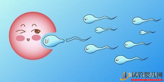 你不可不知的泰國試管嬰兒的誤區!(圖8)