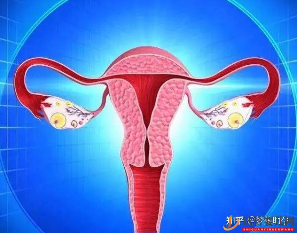 美國試管嬰兒專家如何避免胎停育的發生(圖4)