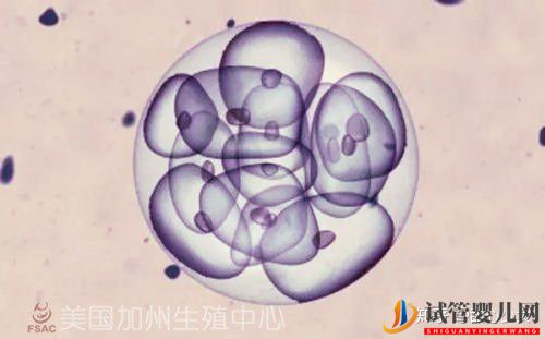 美國試管嬰兒指南如何科學提高成功率(圖3)