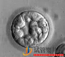 美國(guó)試管嬰兒這樣的囊胚才是極好的!(圖6)