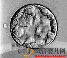 美國(guó)試管嬰兒這樣的囊胚才是極好的!(圖9)